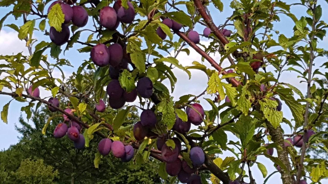 Gite Au Petit Ruisseau-Etage Et Combles-Maison Alsacienne 4 Personnes 4 Nuitees Minimum Langensoultzbach Εξωτερικό φωτογραφία
